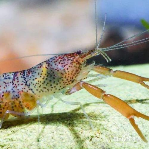 观赏虾怎么繁殖