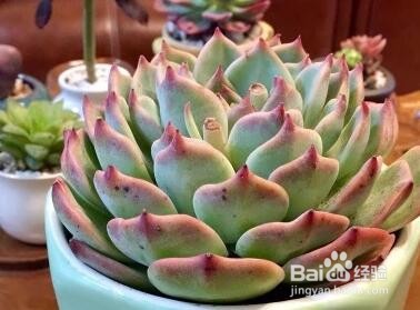 吉娃娃多肉的养殖方法和注意事项