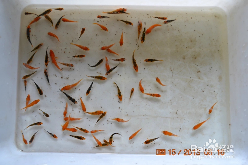 介绍锦鲤小常识