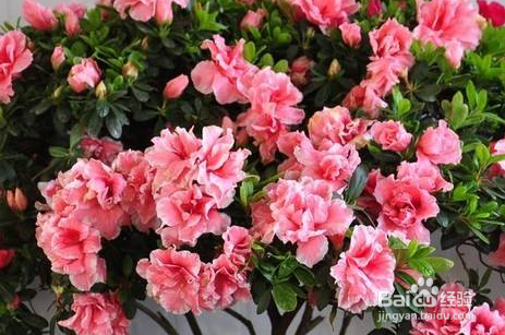 杜鹃花的养殖方法
