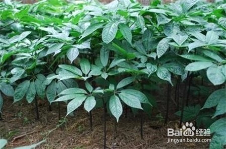 三七粉多少钱一克,不清楚怎么办的点击看看