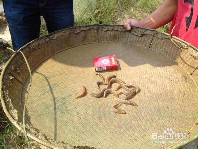 养殖泥鳅有哪些注意事项