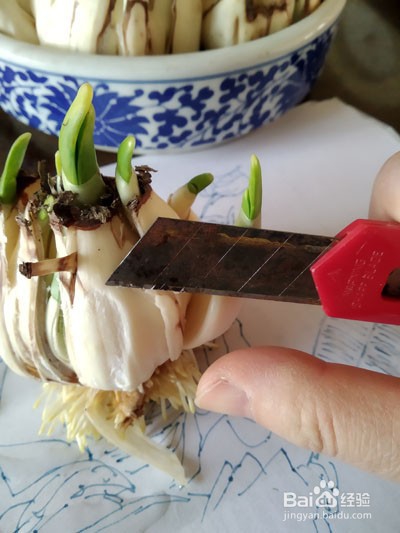 如何雕刻水仙花
