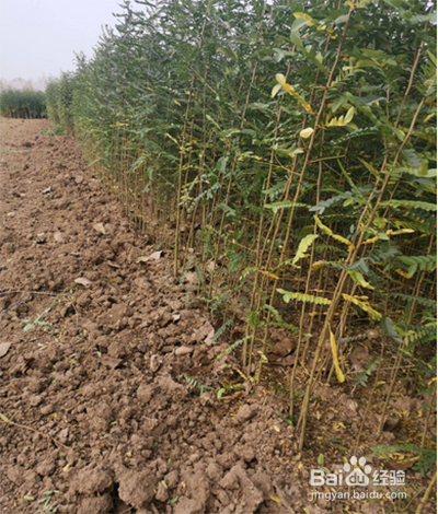 皂角树苗怎么培育