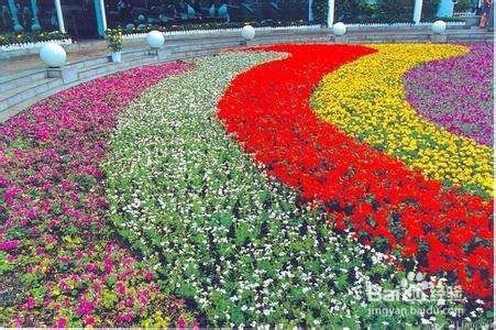 花坛可以种的花怎么排列 百度经验
