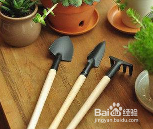 如何把玉露种的美美的，玉露如何开花