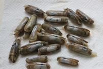 盐焗蛏子，简单好吃美味！