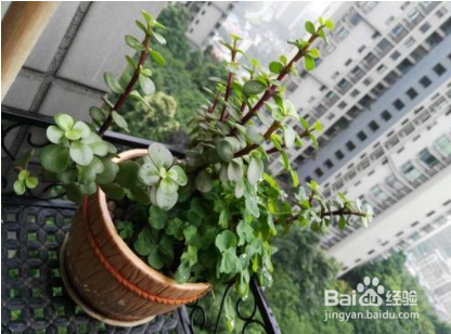 金枝玉叶移盆后叶子掉光了怎么办