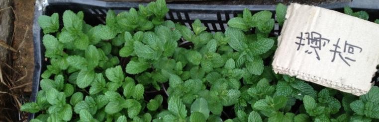 如何防蚊？天天被蚊子咬？？