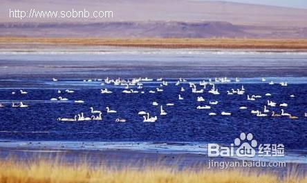达里诺尔湖住宿攻略