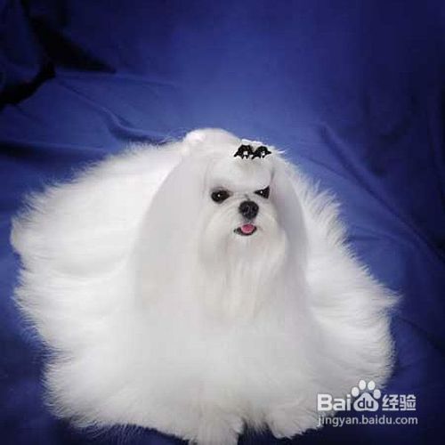 如何挑选马尔济斯犬