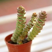 多肉植物钱串怎么养