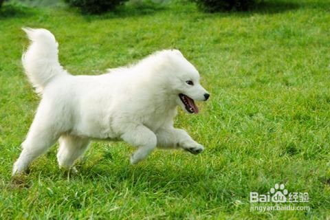 宠物美容培训得多长时间