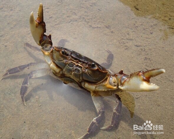 多大能吃螃蟹？如何挑选新鲜的螃蟹？