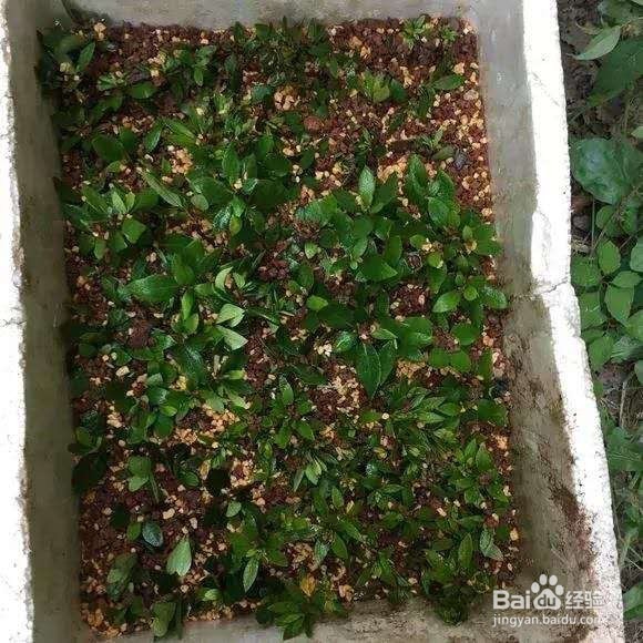 花谢后，剪下“花后枝”，插土里，来年花满盆！