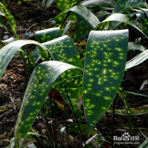 一叶兰不长的原因是什么?