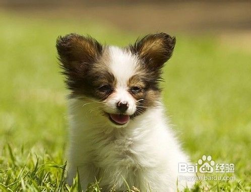 蝴蝶犬怎么养？