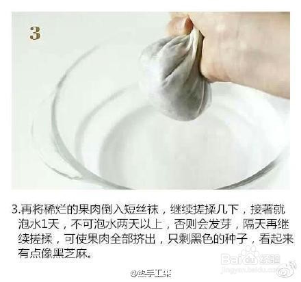 火龙果小盆栽种植