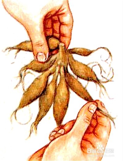 大丽花种植时间和方法