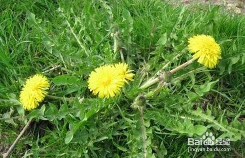 蒲公英的作用以及食用禁忌