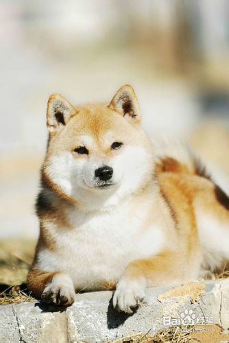 日本柴犬好养吗？