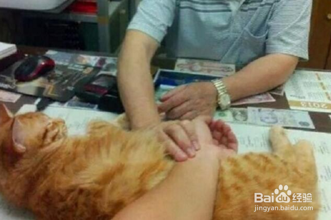 小猫咪得病了,果真是难受到了一个极点!