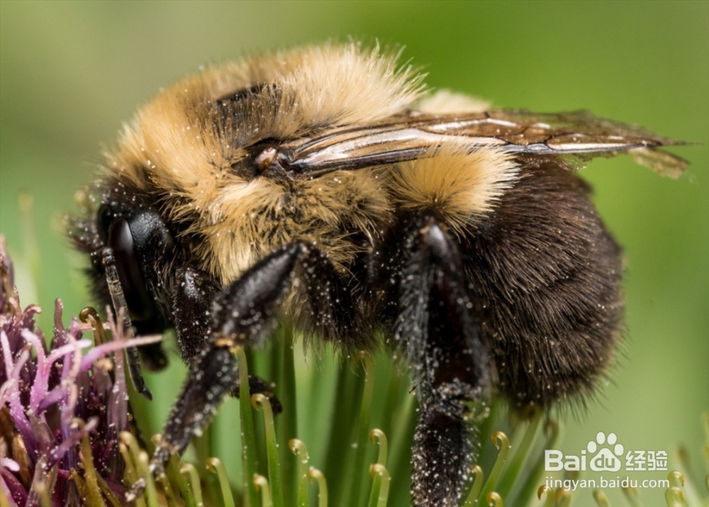 蜜蜂的排泄系统