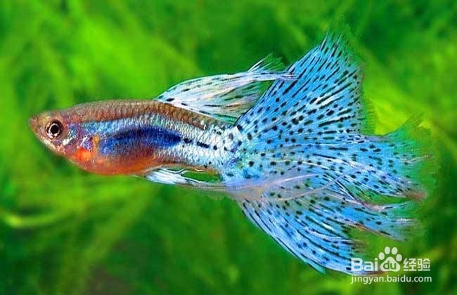 新手适合在家里养哪些观赏鱼？