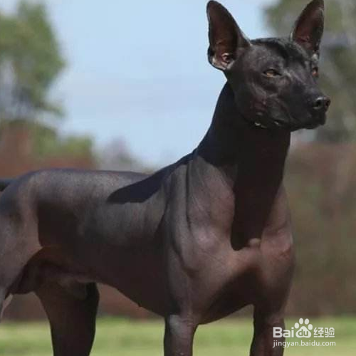 如何做无毛犬的清洁