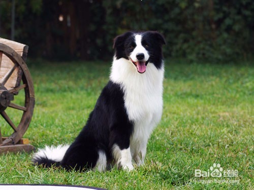 怎样挑选边境牧羊犬？