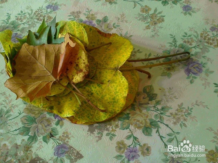 怎样保存好采集的落叶