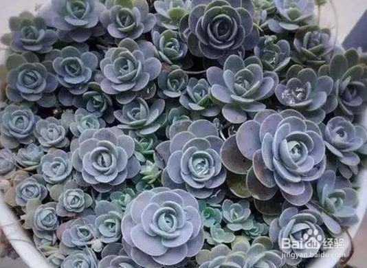 多肉植物怎么养长得快