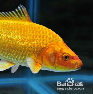 锦鲤跳缸解决方法