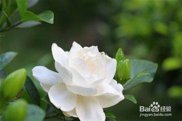 如何养植栀子花