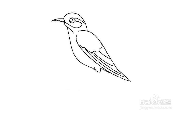 画眉鸟简笔画