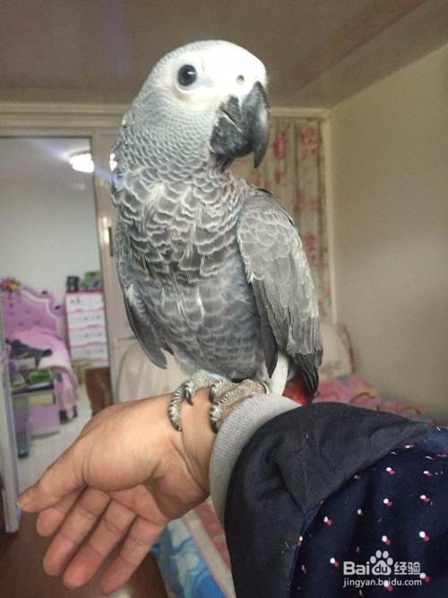 如何教灰鹦鹉学习说话