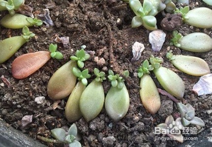 多肉植物怎么迅速叶插繁殖