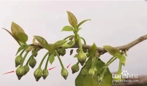 金弹子花芽怎么分公母
