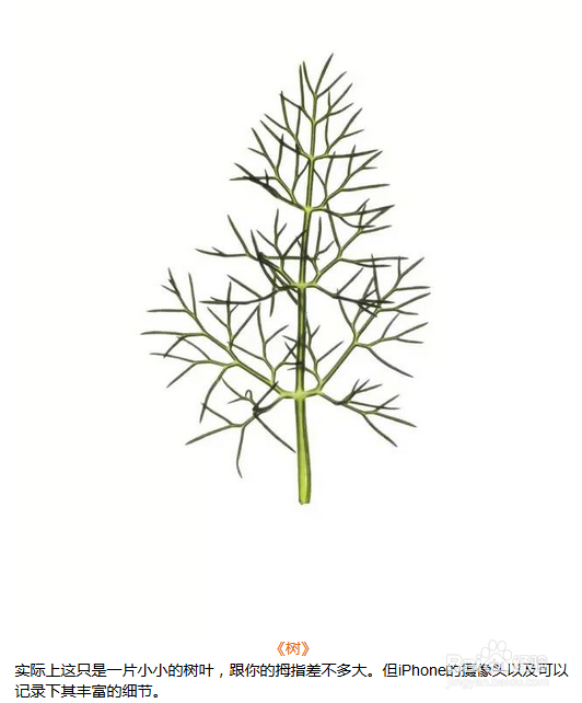 手机摄影微距技能 经验