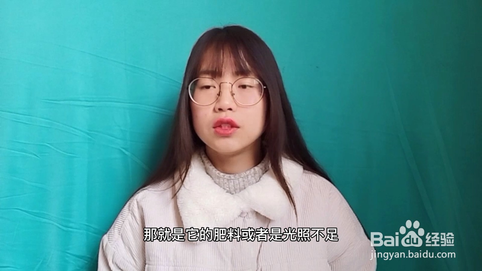 绿萝的养殖方法和注意事项