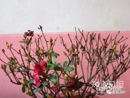 这些花那么好看，却总被你养死，怎么回事