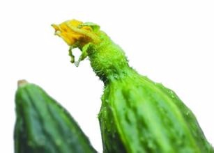 如何选黄瓜和黄瓜有哪些种类?