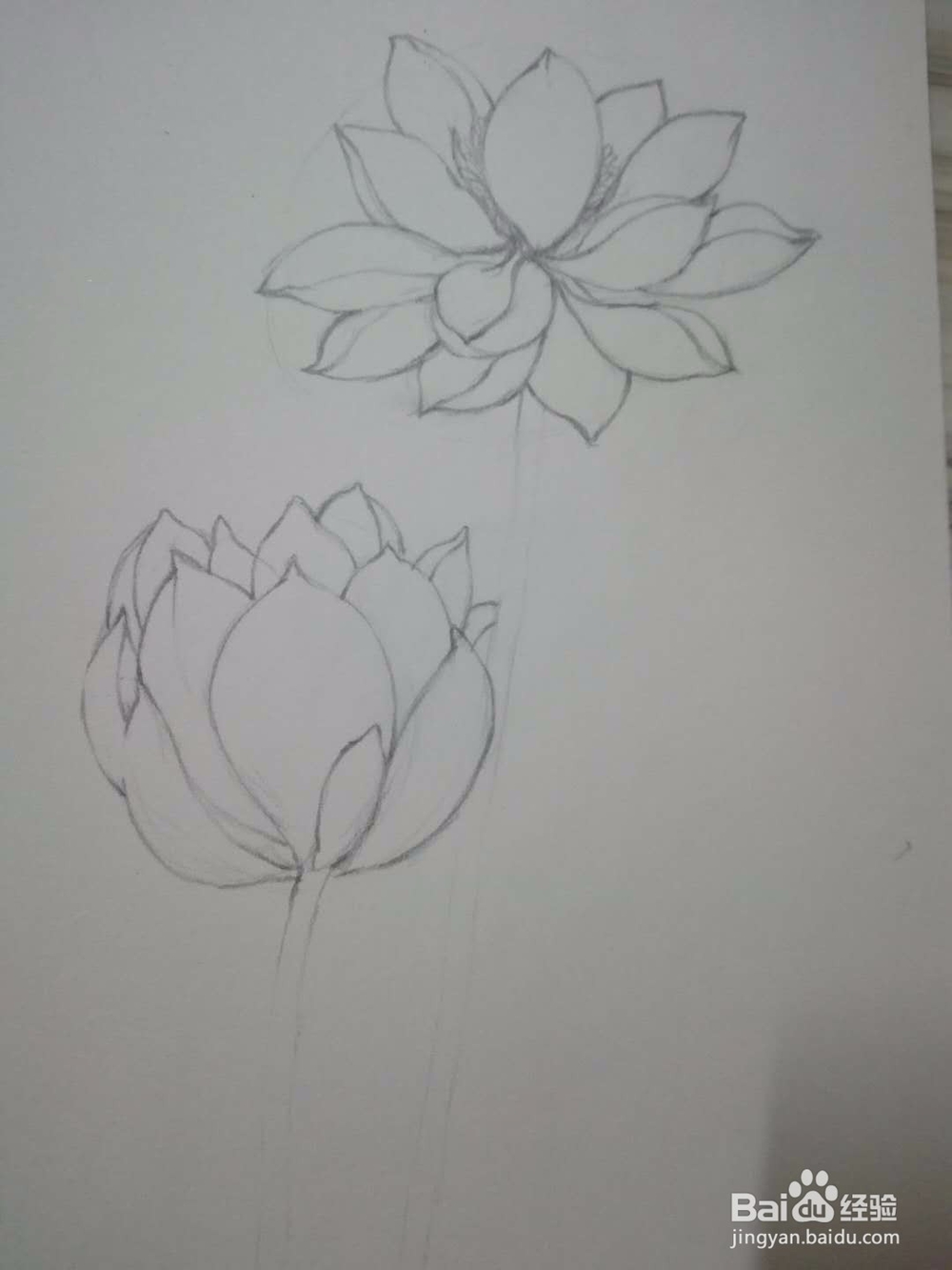 《荷花朵朵》铅笔手绘素描教程