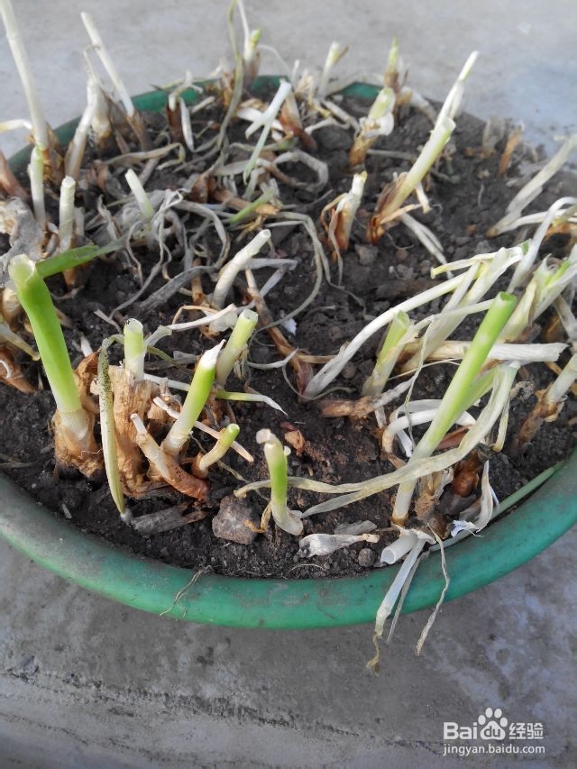 红心萝卜洋葱蛋炒饭的做法 蛋炒饭怎么做好吃