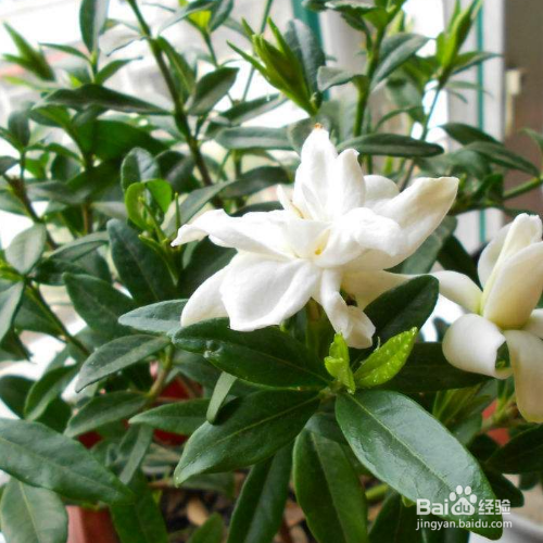 水栀子的培育方法和注意事项