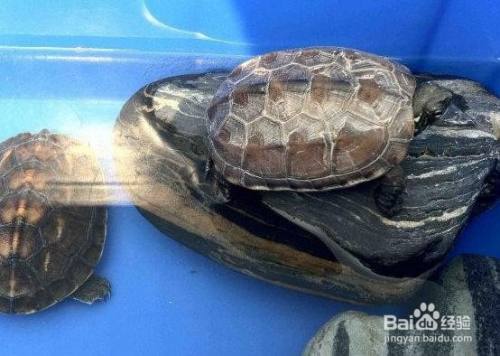 如何养一只小乌龟