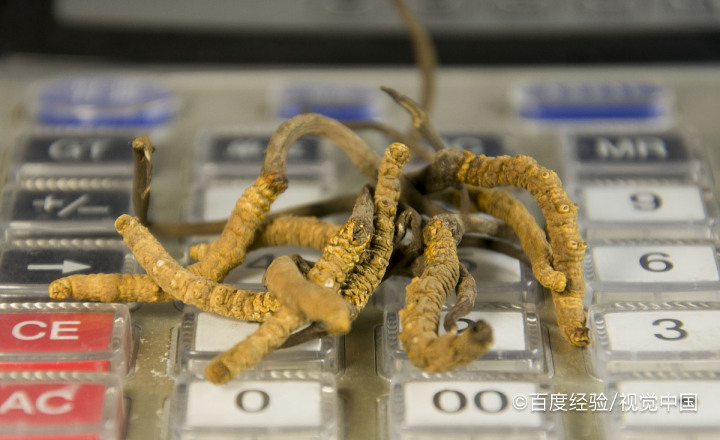 冬虫夏草发霉了如何处理