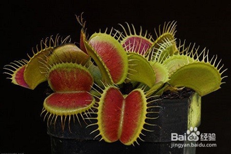 食蝇草怎么养护