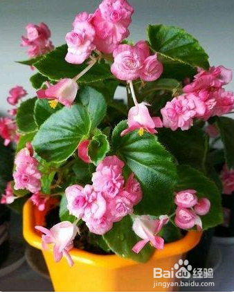 海棠花夏天怎样养护