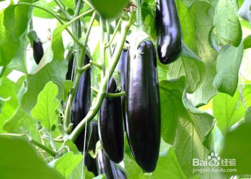 茄子打枝方法 百度经验 茄子打枝方法 百度经验